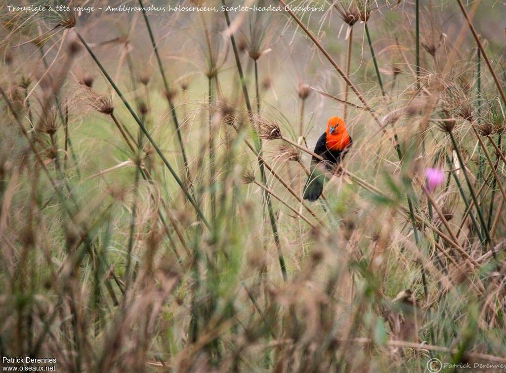 Scarlet-headed Blackbirdadult, habitat