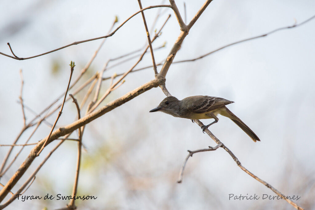 Swainson's Flycatcher, identification, habitat