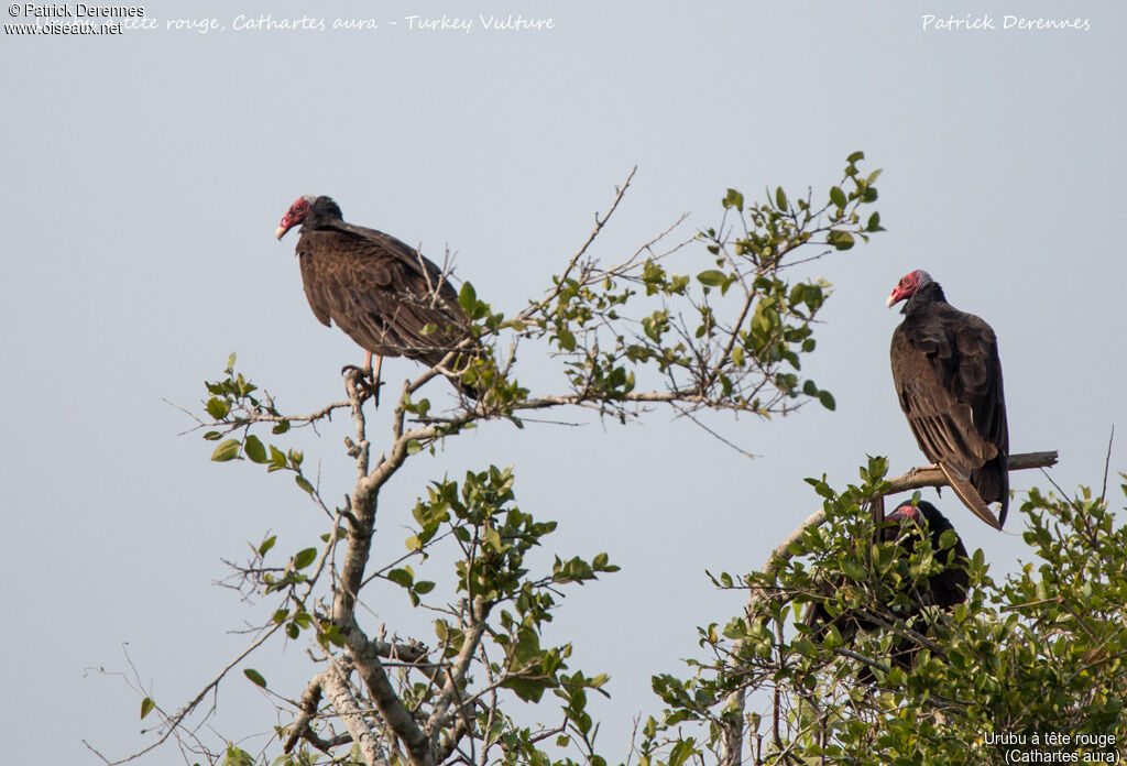 Urubu à tête rouge, identification