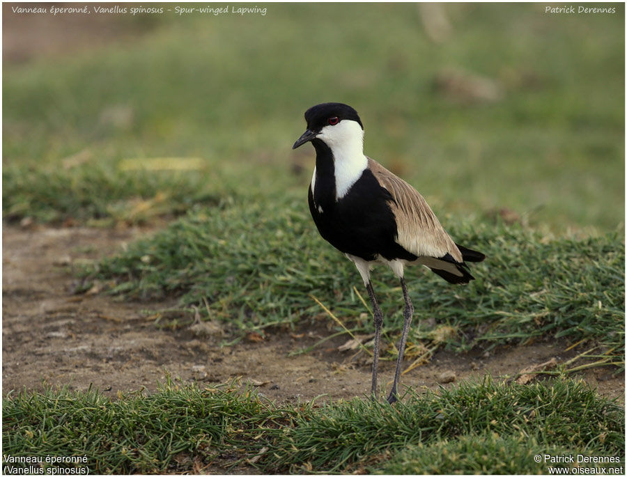 Spur-winged Lapwingadult, identification