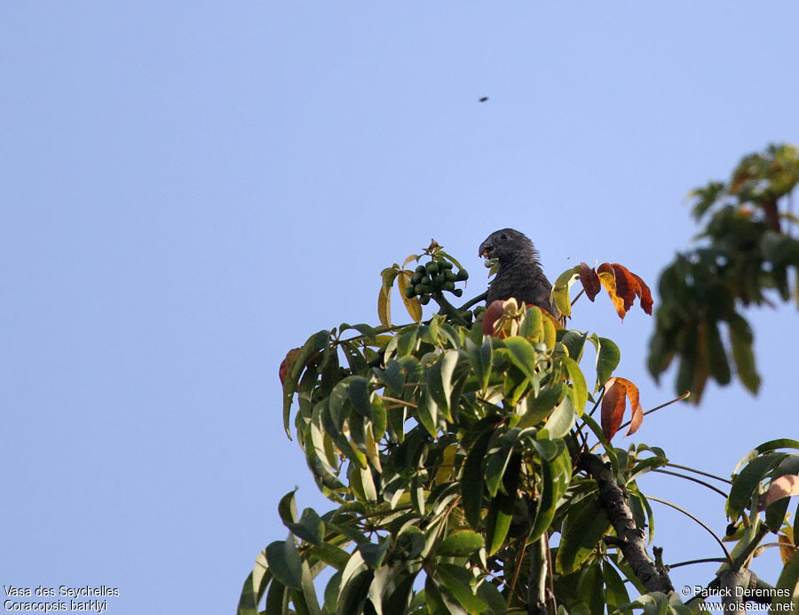 Vasa des Seychelles, identification, régime