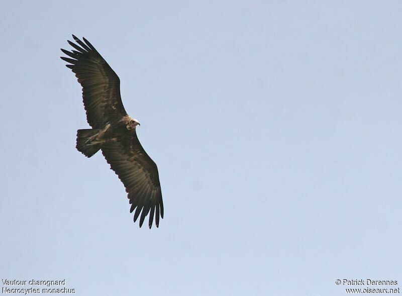Vautour charognard