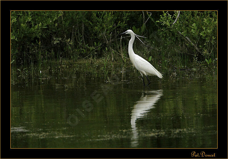 Little Egret