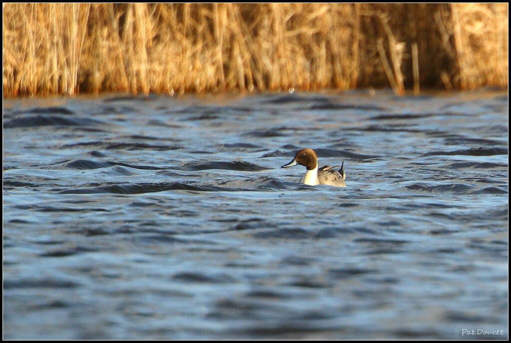 Canard pilet