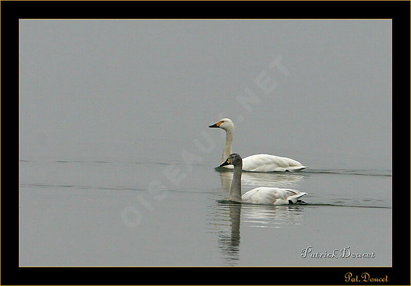 Cygne de Bewick