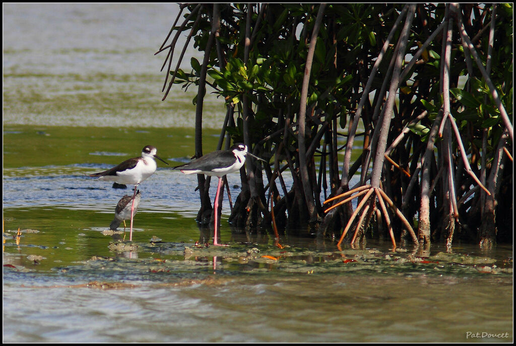 Black-necked Stilt