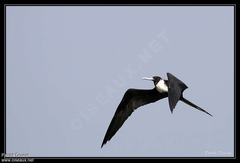 Magnificent Frigatebird female adult, Flight