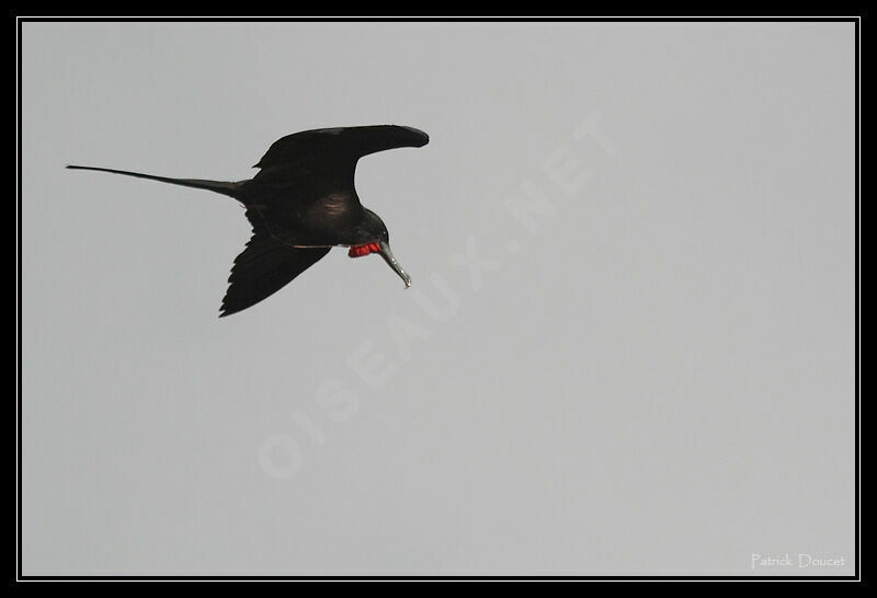 Magnificent Frigatebird