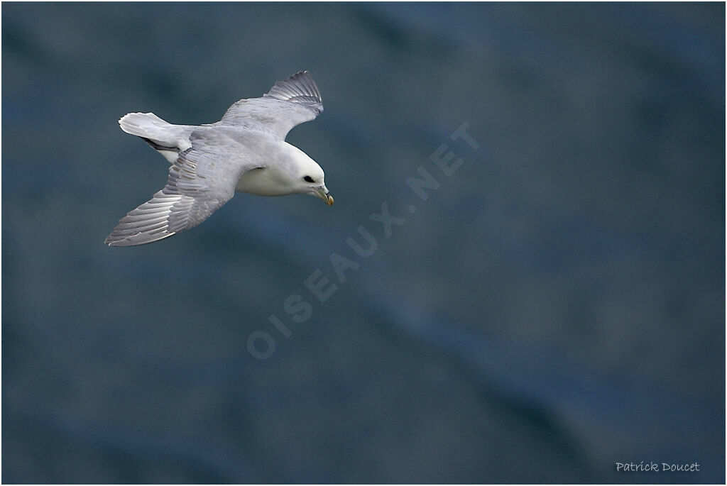 Fulmar boréal
