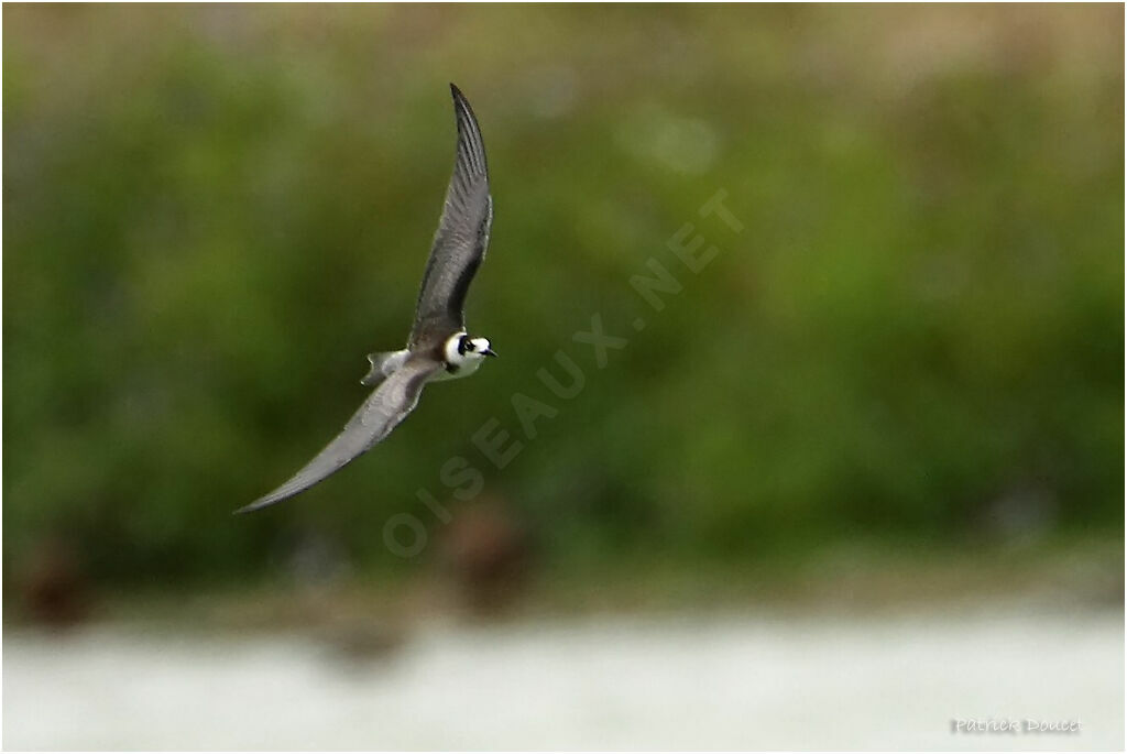Guifette noire
