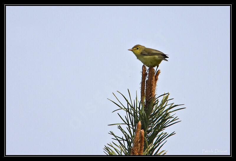 Melodious Warbler