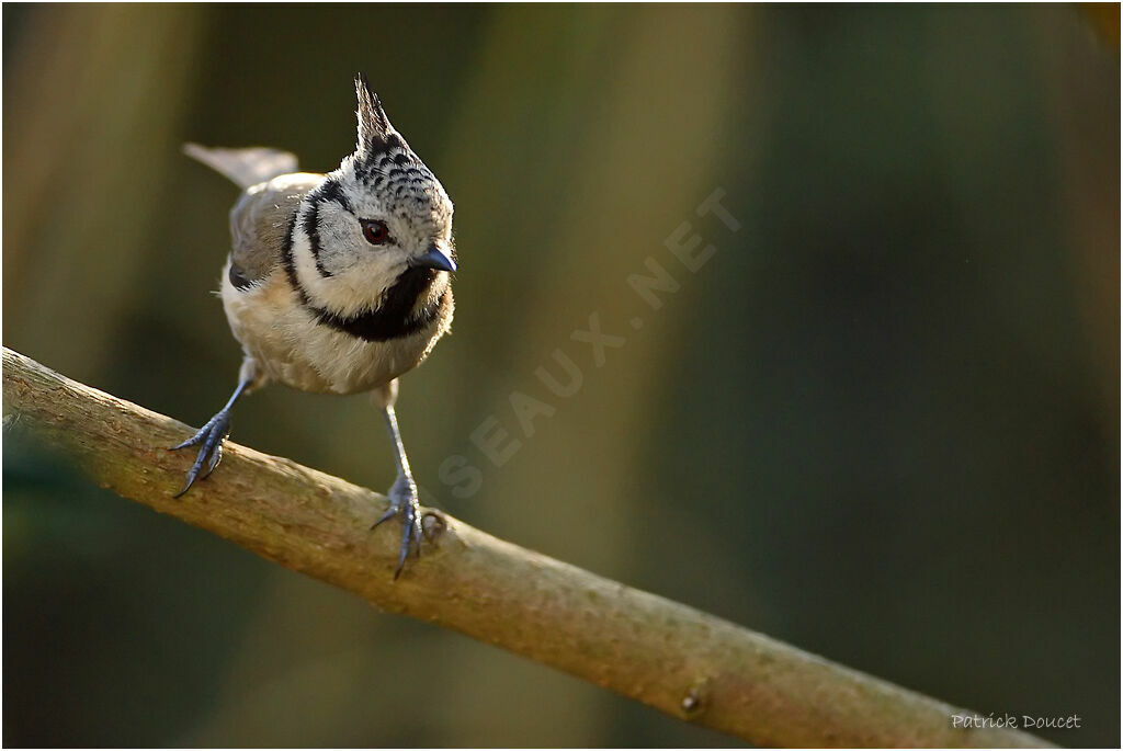 Mésange huppée