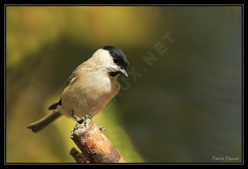 Mésange nonnette