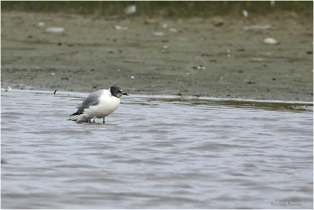 Sabine's Gull