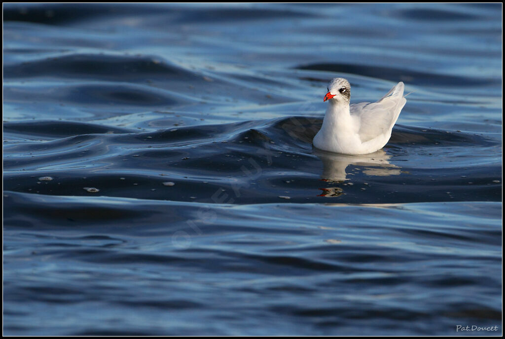 Mouette mélanocéphale
