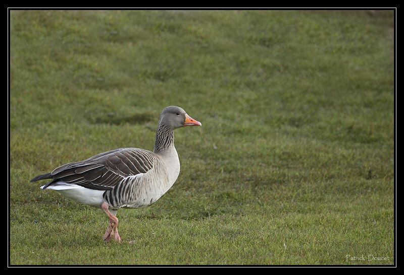 Greylag Goose