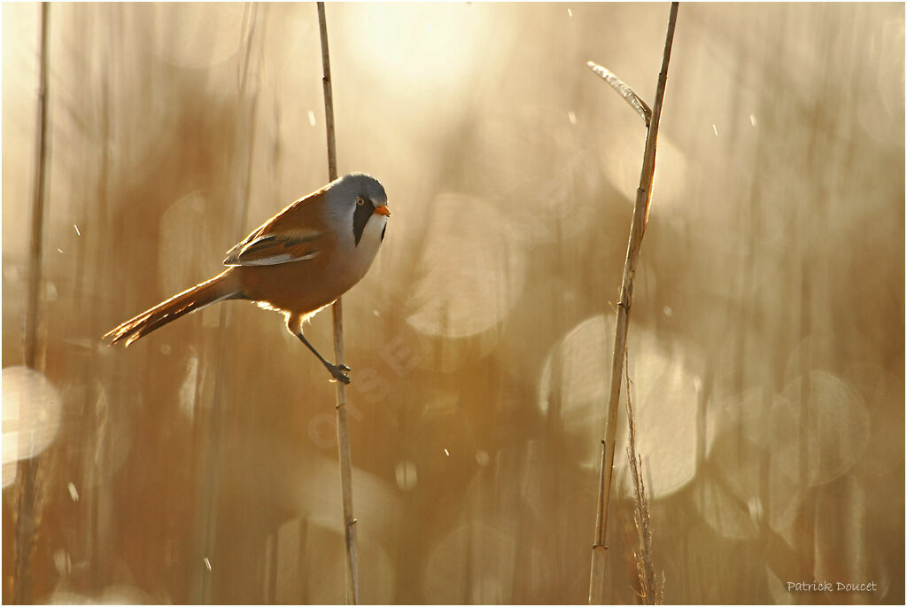 Bearded Reedling