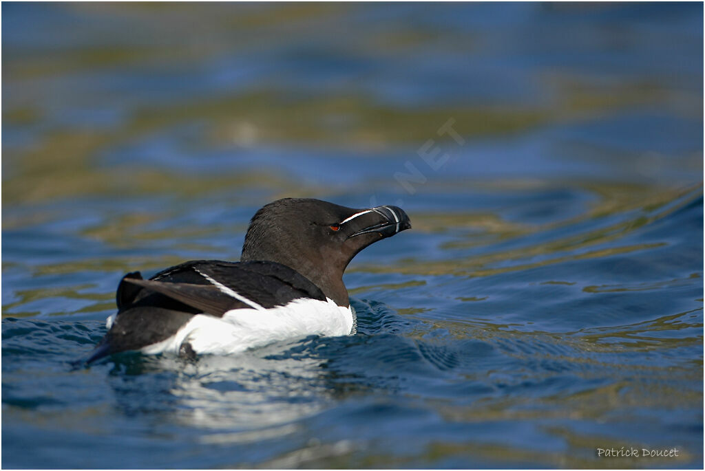 Pingouin torda