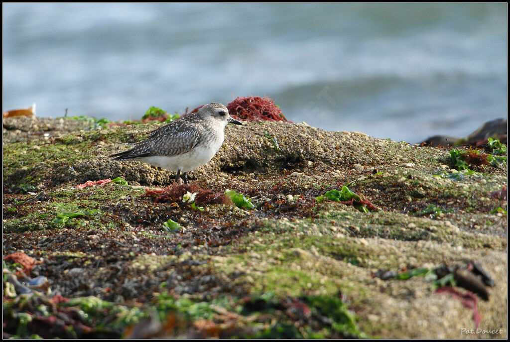 Grey Plover
