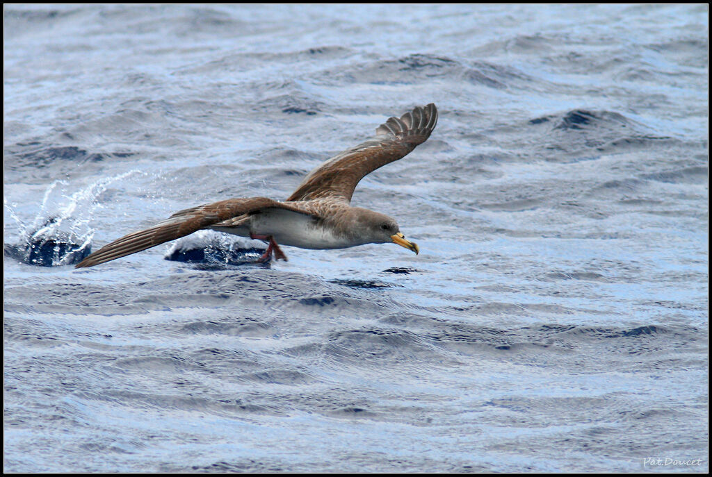 Cory's Shearwater