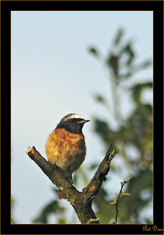Common Redstart