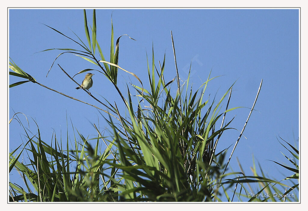 Great Reed Warbler
