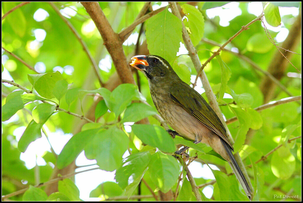 Lesser Antillean Saltator