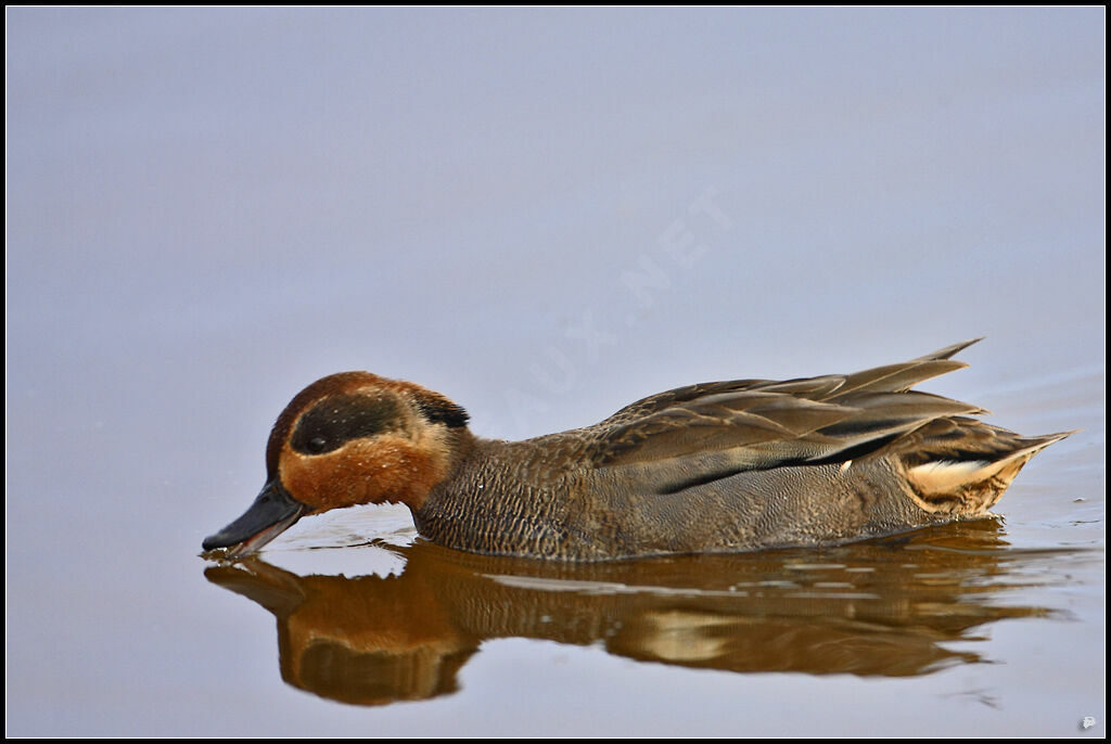Eurasian Teal