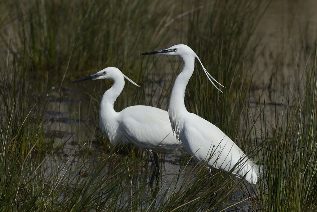 Aigrette garzetteadulte internuptial