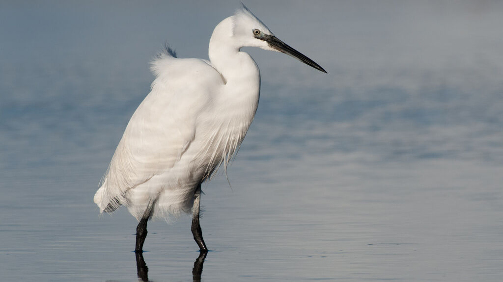 Aigrette garzetteadulte, habitat