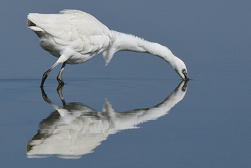 Aigrette garzette