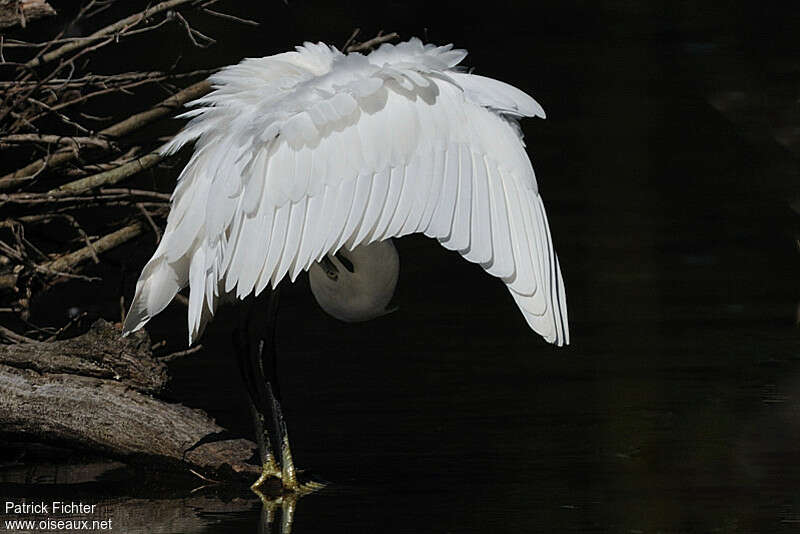 Aigrette garzetteadulte, soins, composition