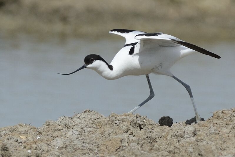 Pied Avocetadult breeding, habitat