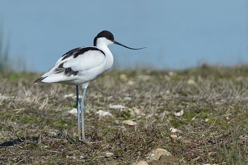 Avocette éléganteadulte