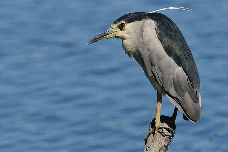 Black-crowned Night Heronadult