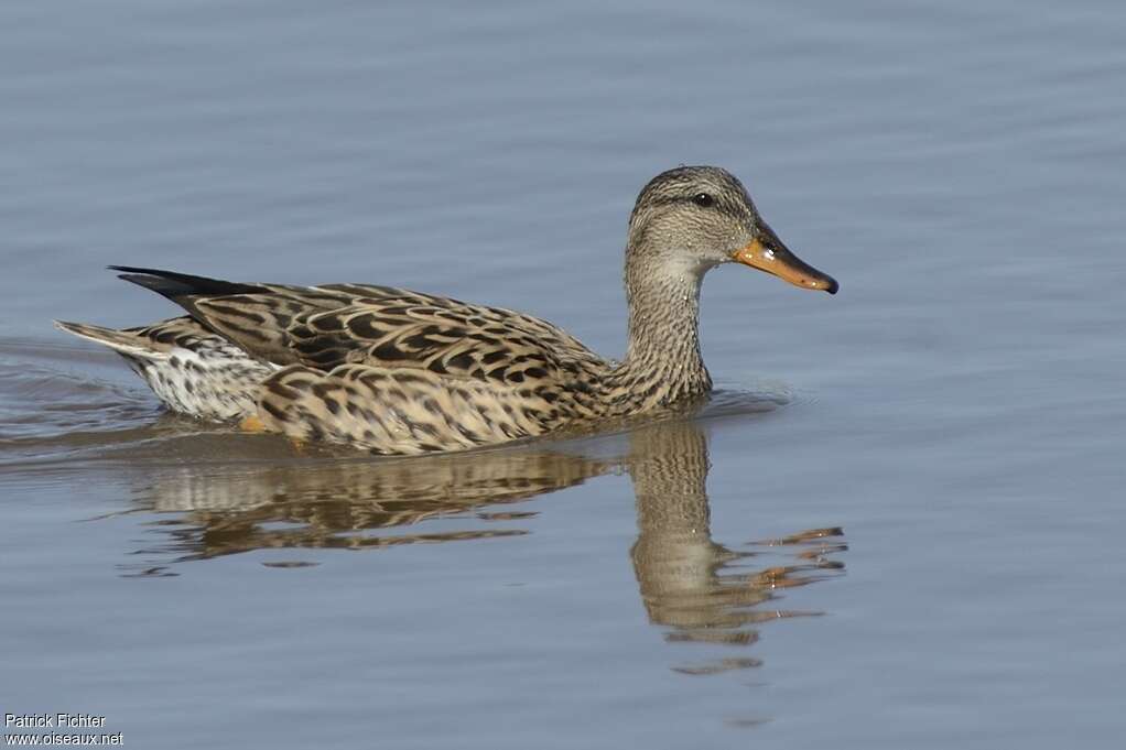 Canard chipeau femelle adulte transition
