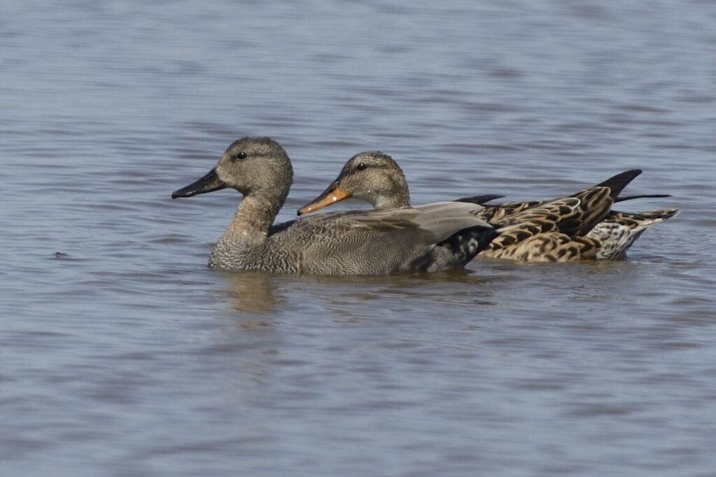 Canard chipeauadulte transition