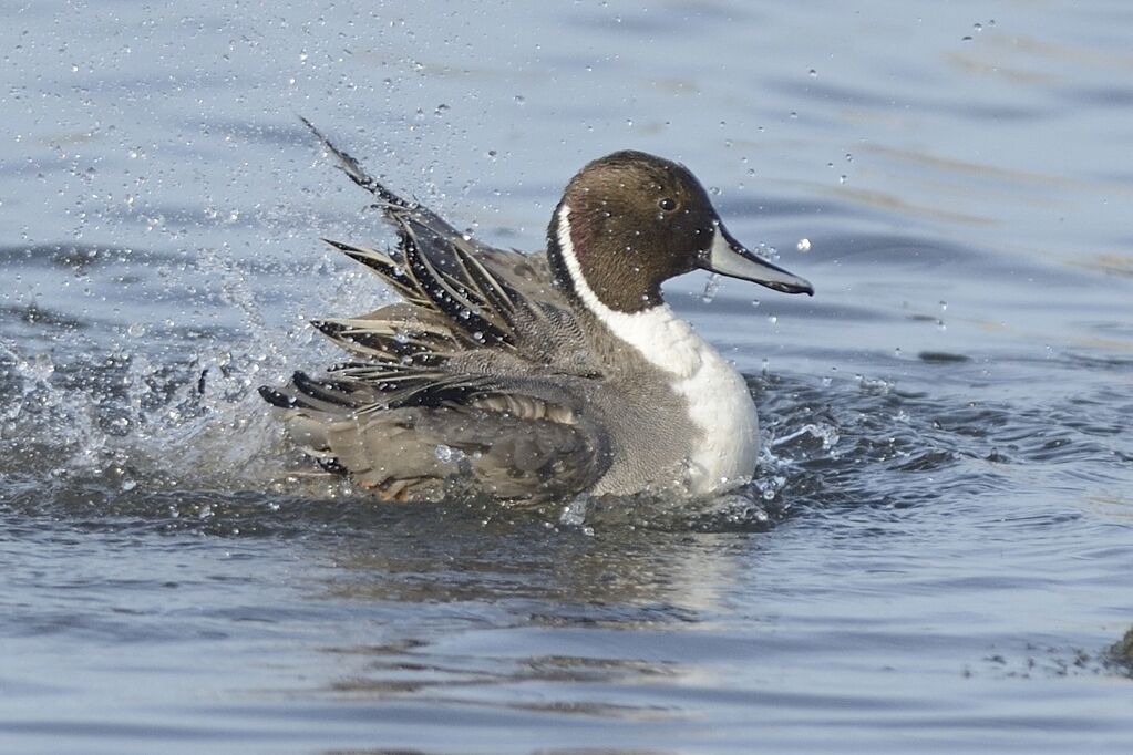 Canard pilet mâle adulte internuptial, soins