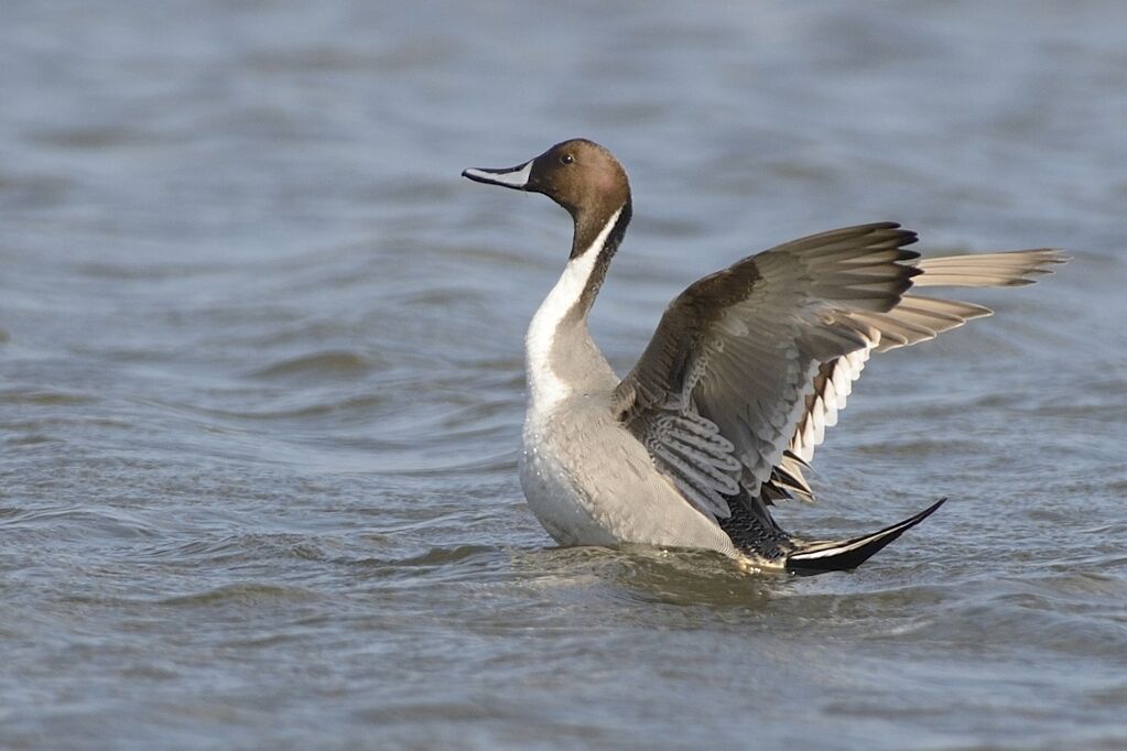 Canard piletadulte nuptial