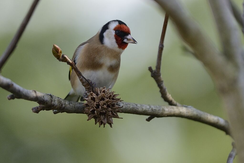 Chardonneret élégantadulte, mange