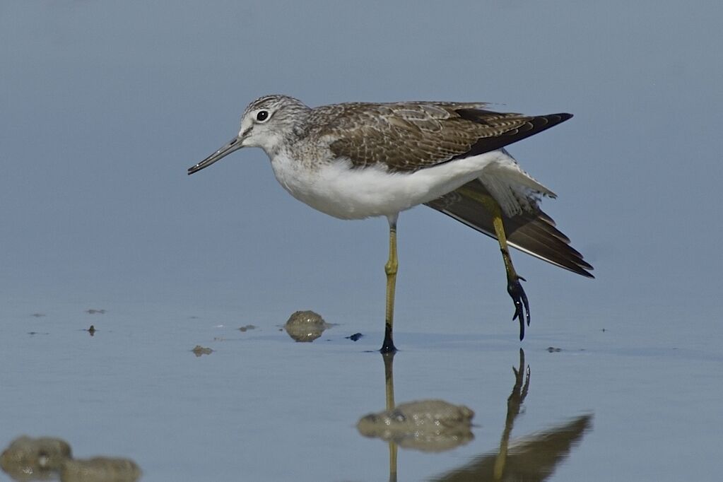 Common Greenshank