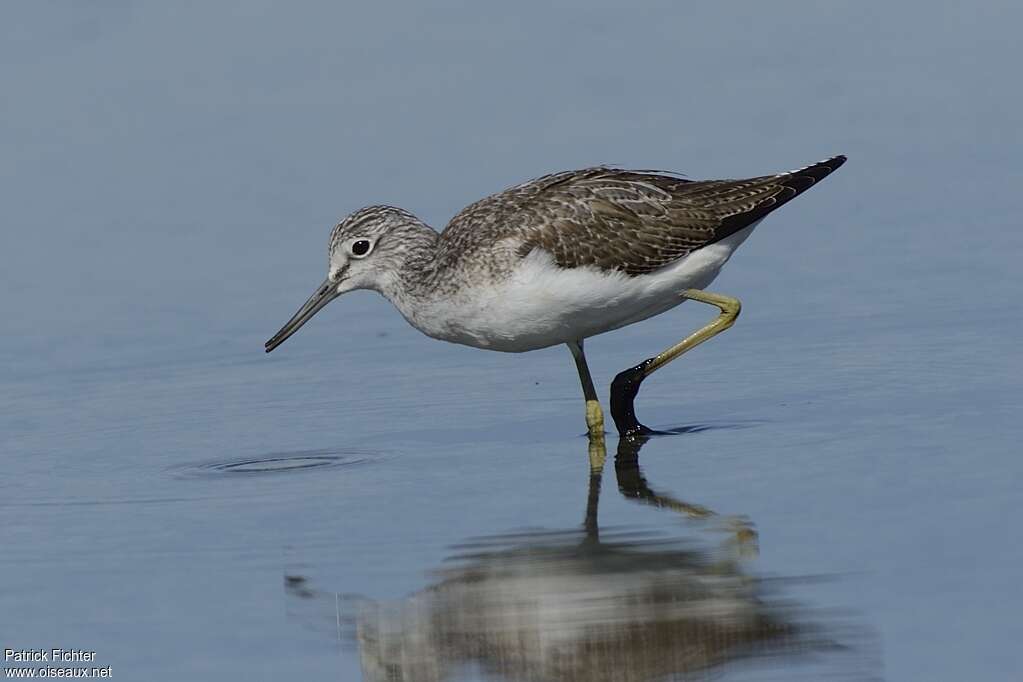 Common Greenshankadult, identification
