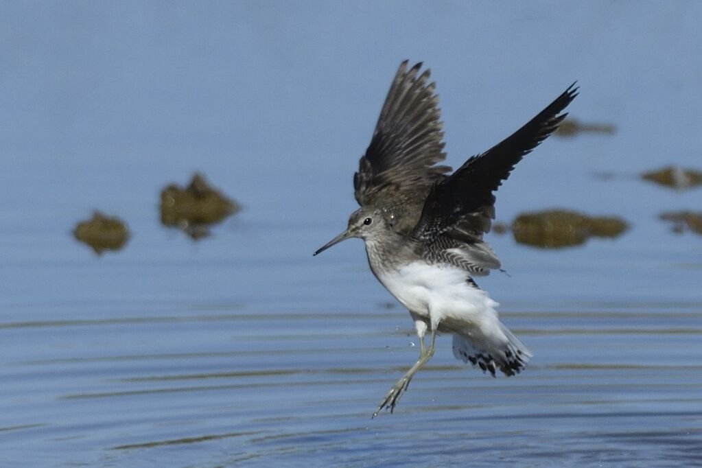 Green Sandpiperadult post breeding, care