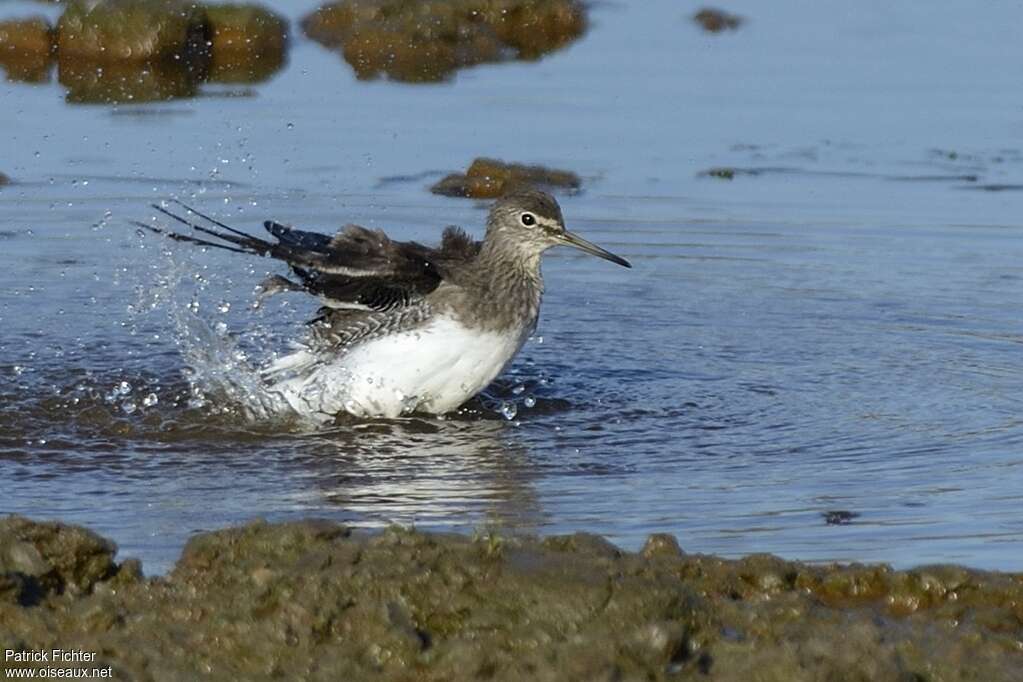Green Sandpiper, care