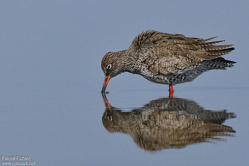 Common Redshankadult, fishing/hunting