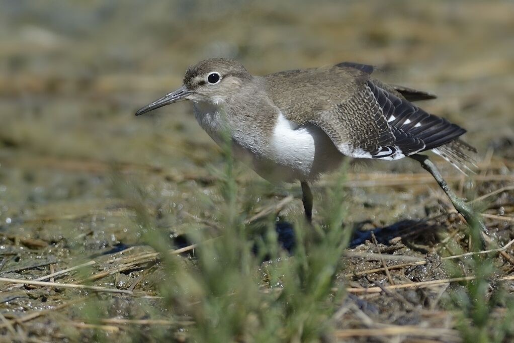Common Sandpiperadult post breeding
