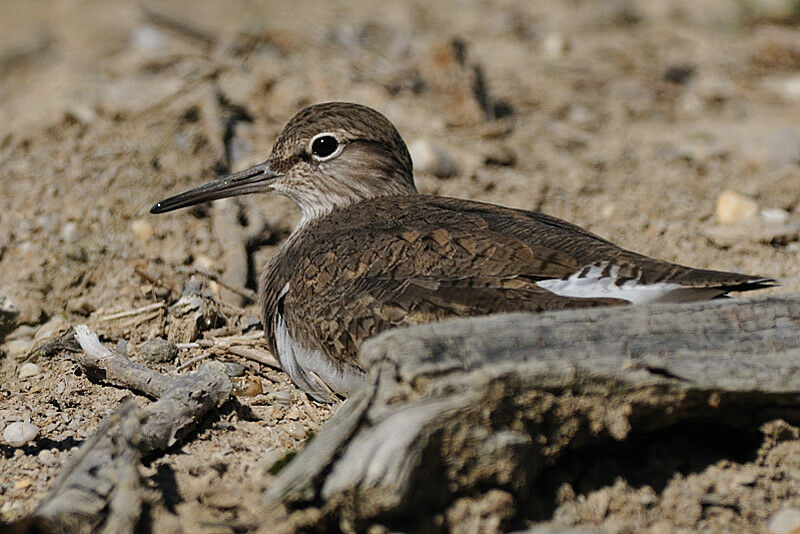 Common Sandpiperadult breeding