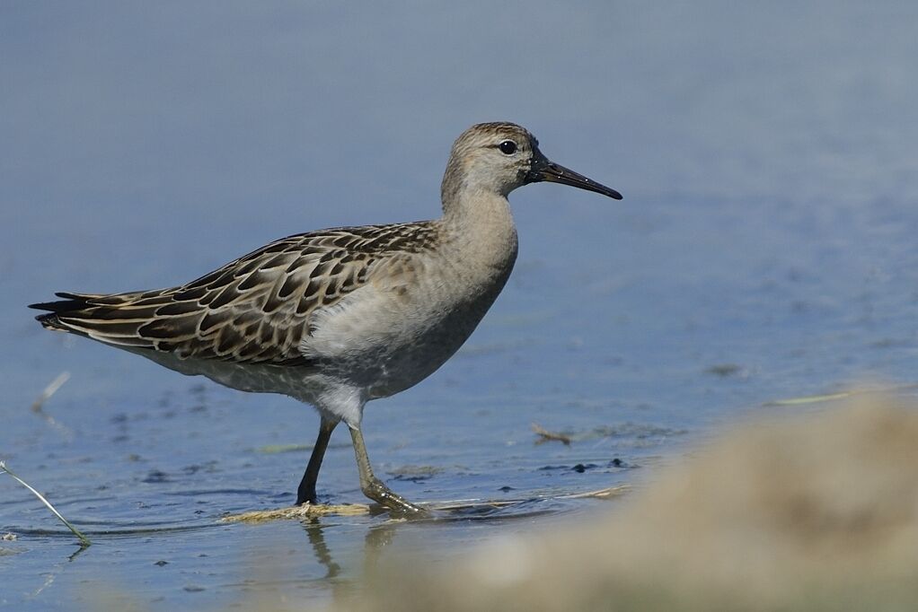 Ruff male adult post breeding, close-up portrait