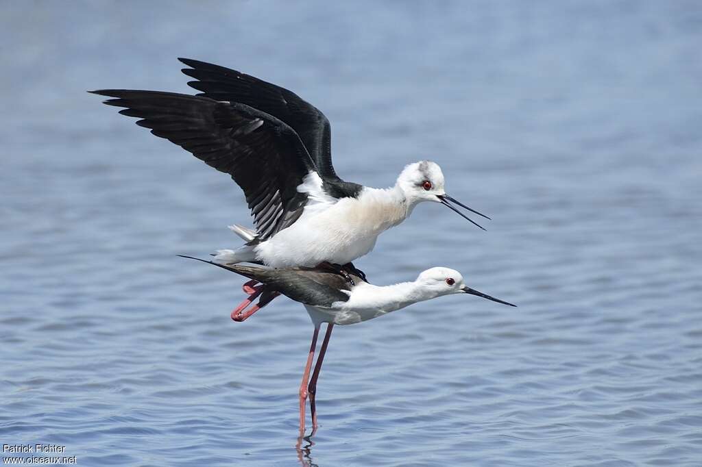 Black-winged Stiltadult breeding, mating.