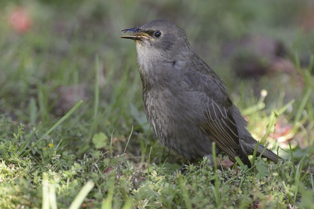 Common Starlingimmature, close-up portrait